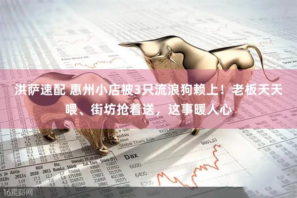 洪萨速配 惠州小店被3只流浪狗赖上！老板天天喂、街坊抢着送，这事暖人心